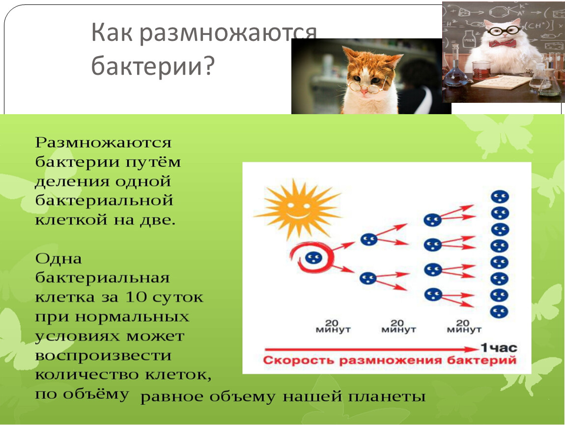 Как размножаются бактерии. Скорость размножения бактерий. Факторы размножения бактерий. Как разминаются бактерии.