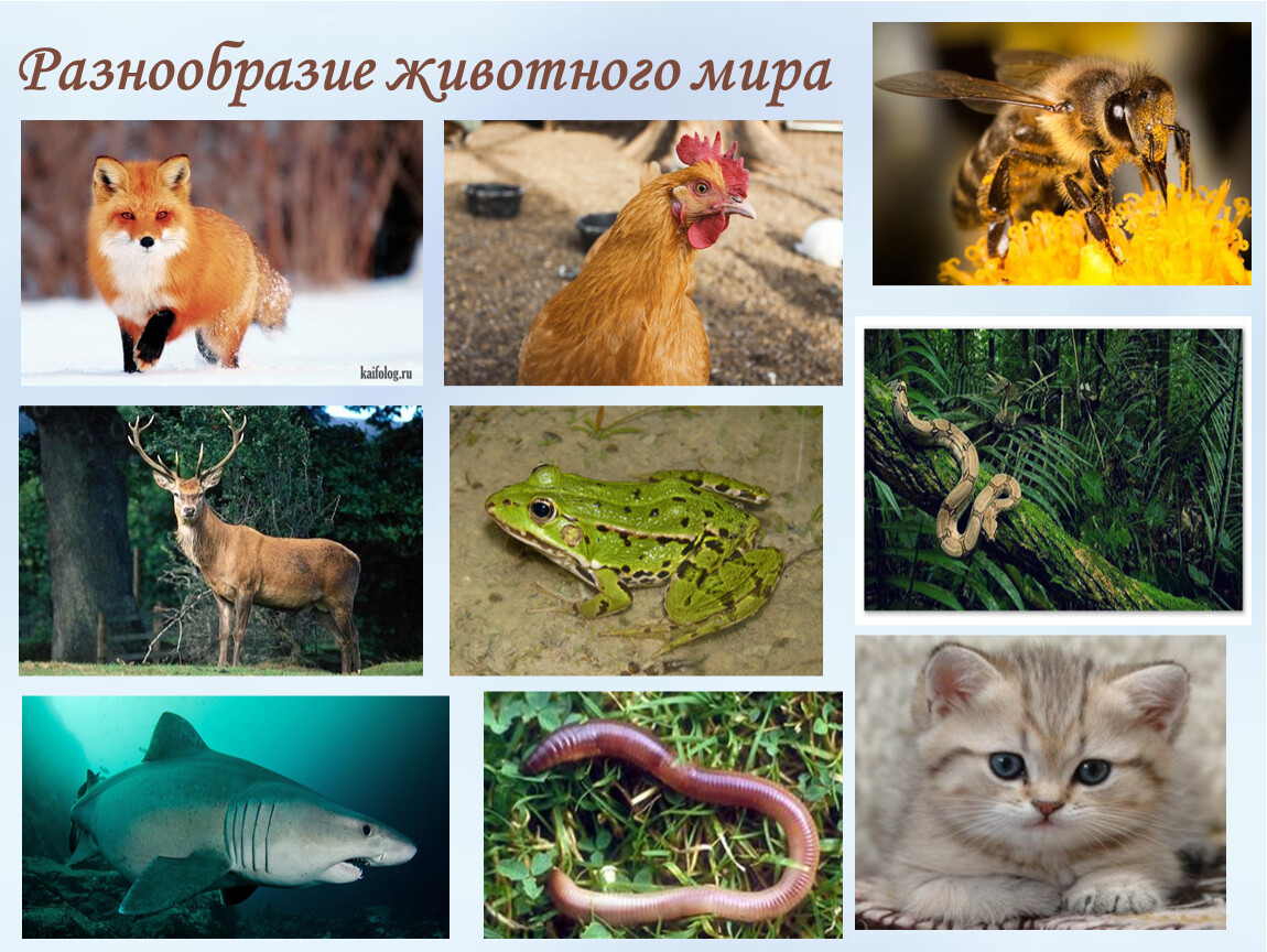 Проект на тему мир животных. Разнообразие животных. Животный мир разнообразие. Многообразный животный мир.