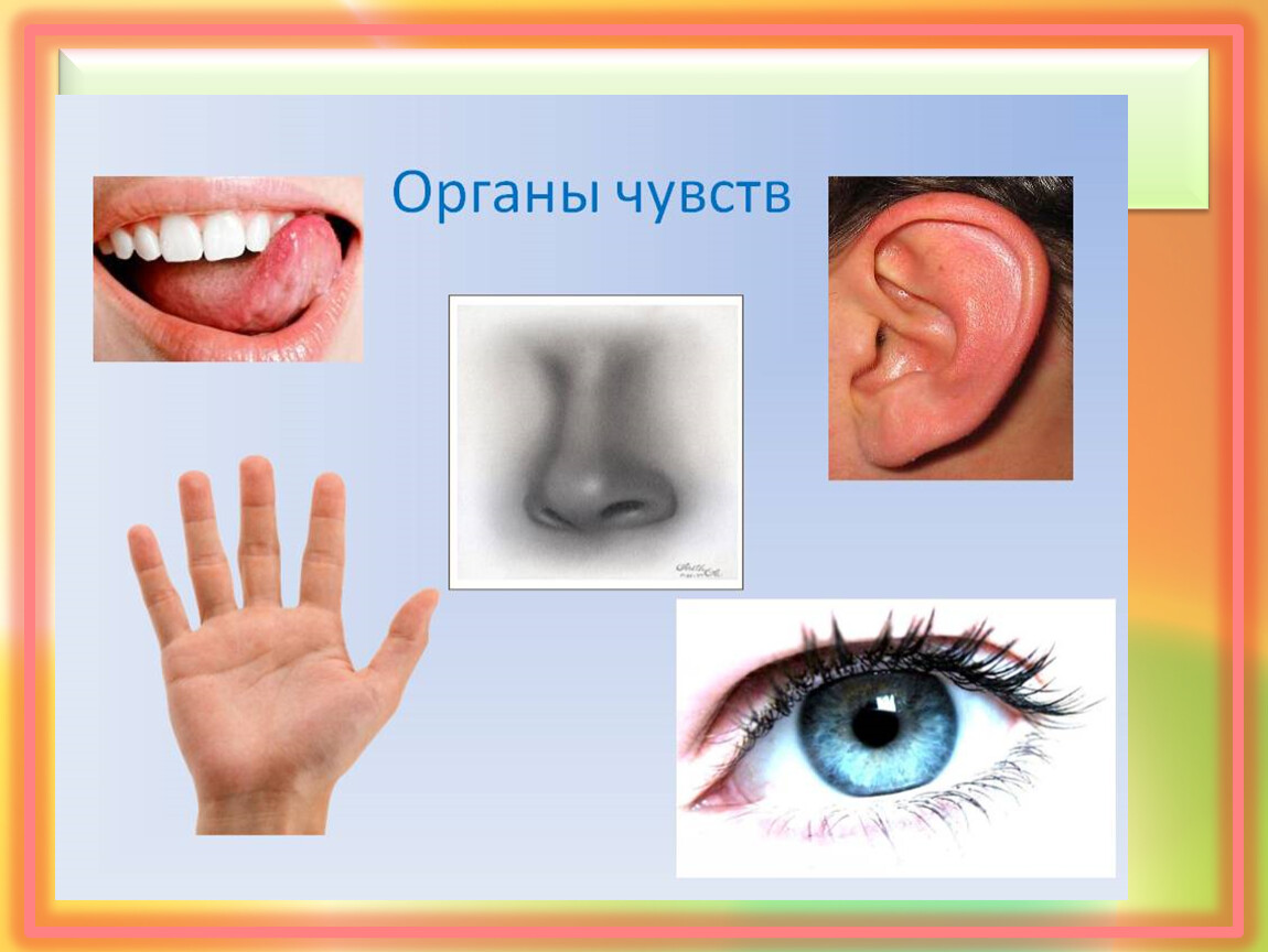 3 органа чувств человека. Органы чувств. Пять органов чувств. Окружающий мир органы чувств. Органы чувств презентация.