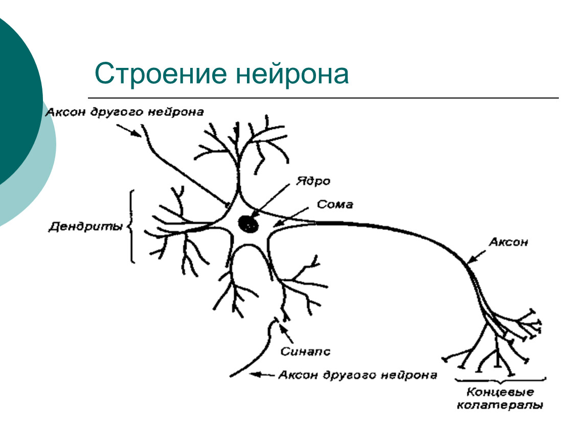 Анатомическое строение нейрона