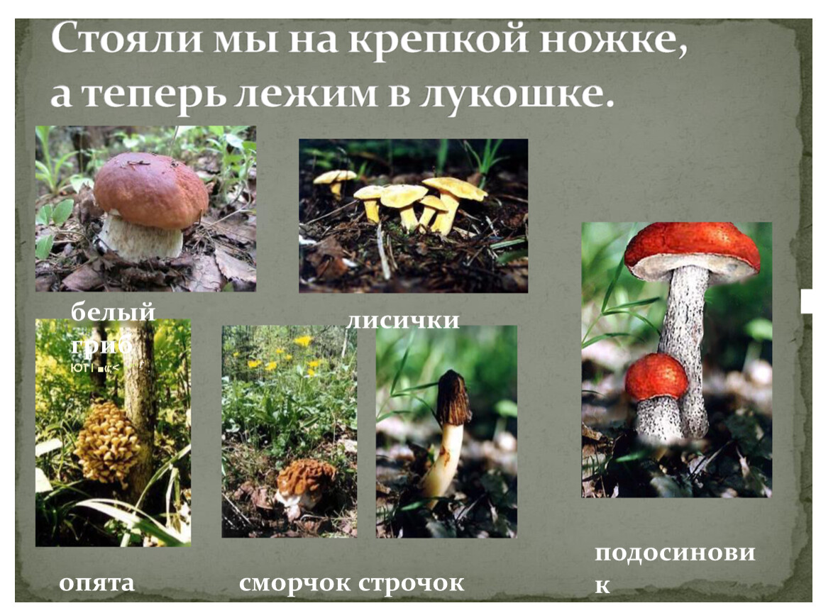 Жизнь леса 2 класс окружающий мир. Жизнь леса. Жизнь леса презентация. Проект жизнь леса. Животные растения грибы.