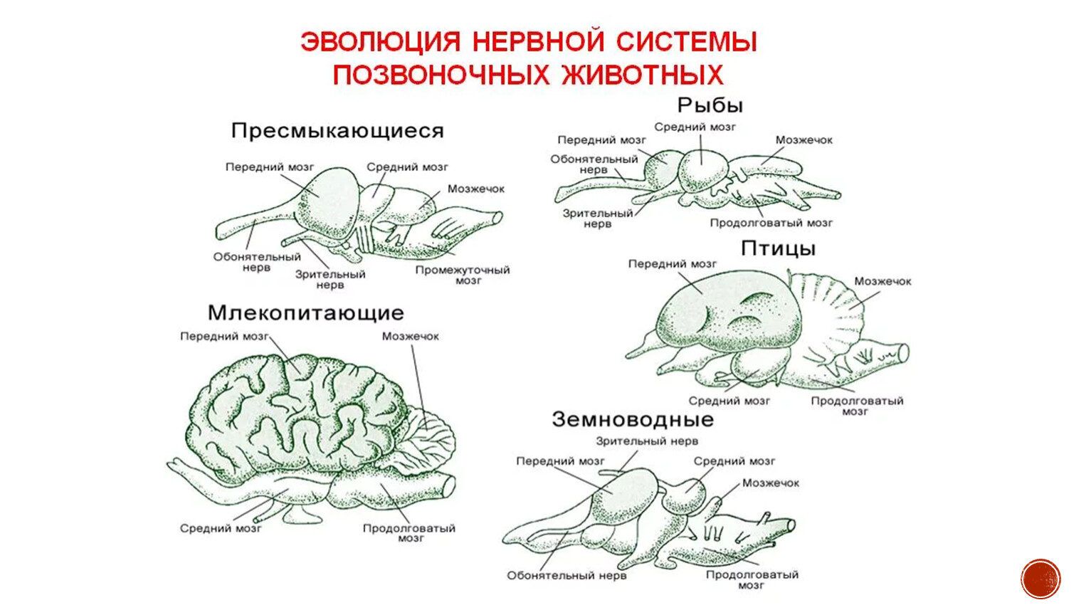 Схема эволюции нервной системы у животных таблица