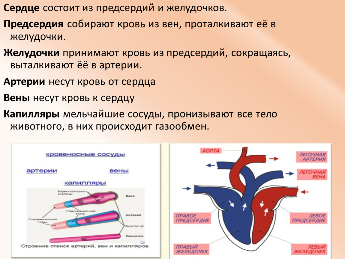 Двухкамерное сердце состоит