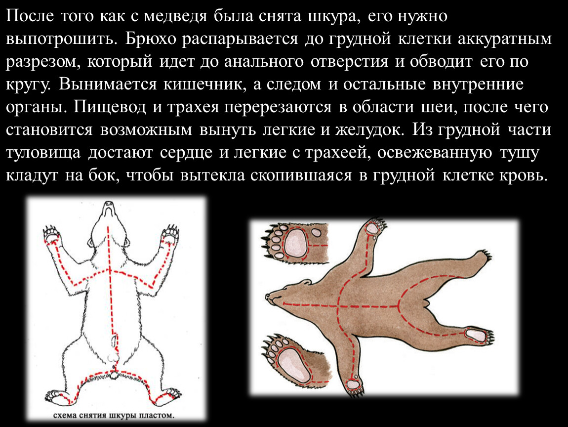 Презентация по теме :Мясо диких животных.Мясо медведя.