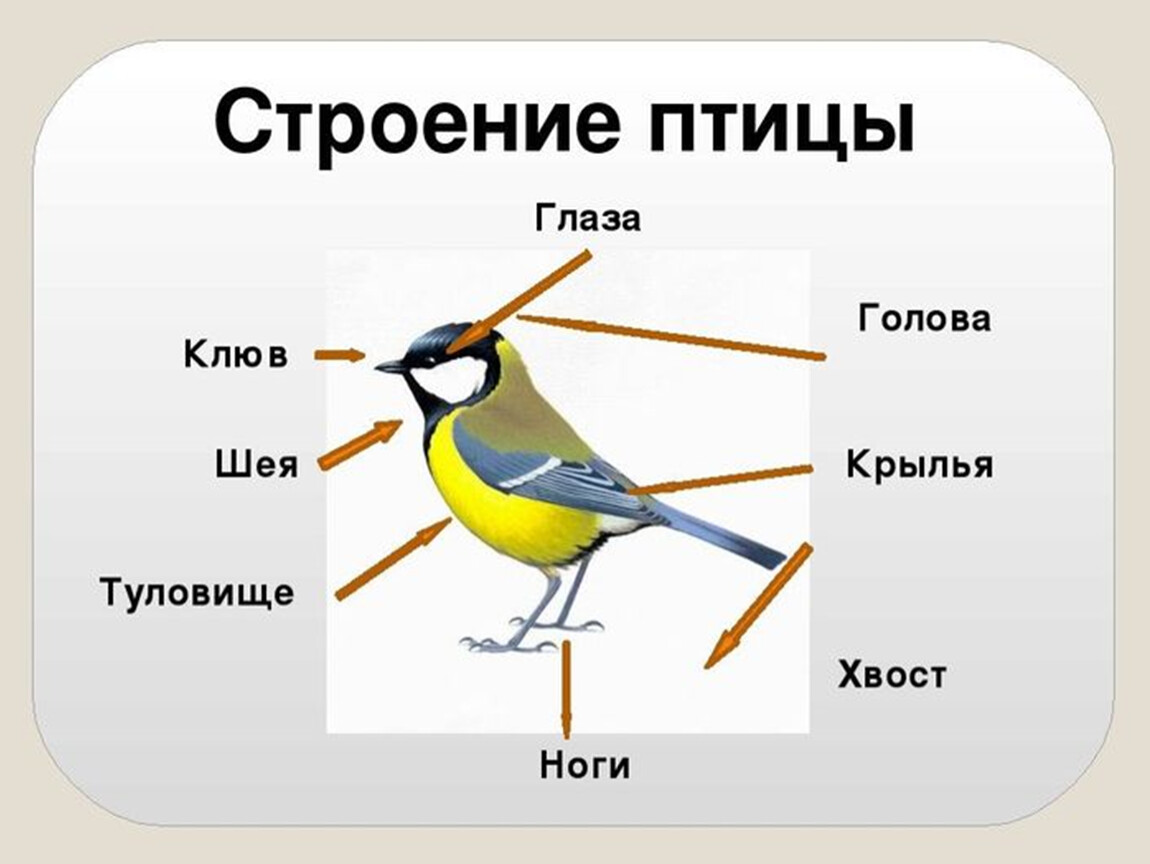 Птицы 6 класс. Анатомия синицы. Строение птицы. Строение тела птицы. Строение пецицы.