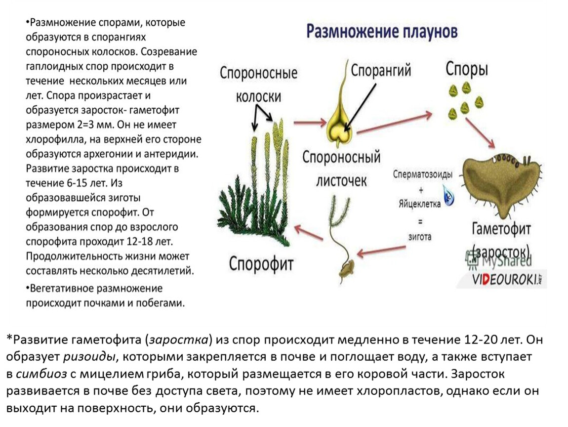 Чем представлен гаметофит и спорофит у водорослей. Схема размножения плауна. Архегоний хвоща. Цикл развития плауна схема.
