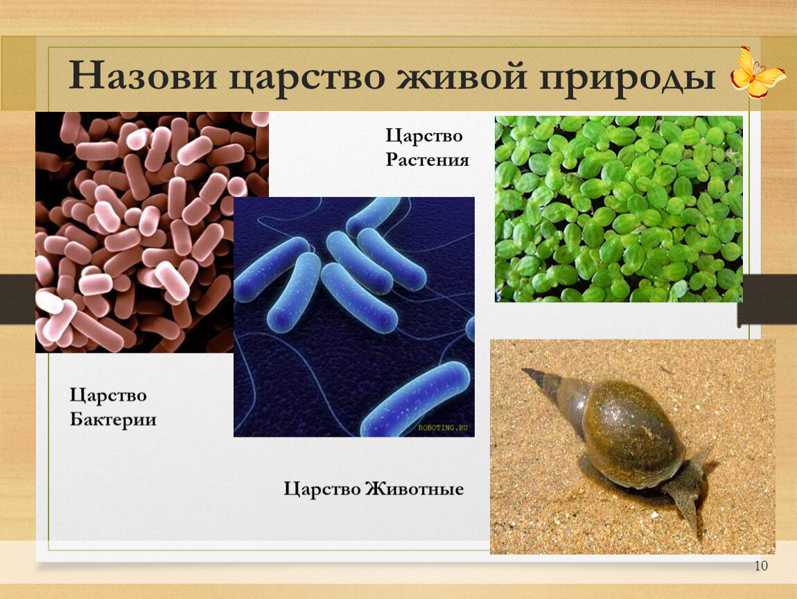 Живые бактерии название. Многообразие бактерий 5 класс биология. Царство бактерий. Биология царство бактерий. Царство природы бактерии.