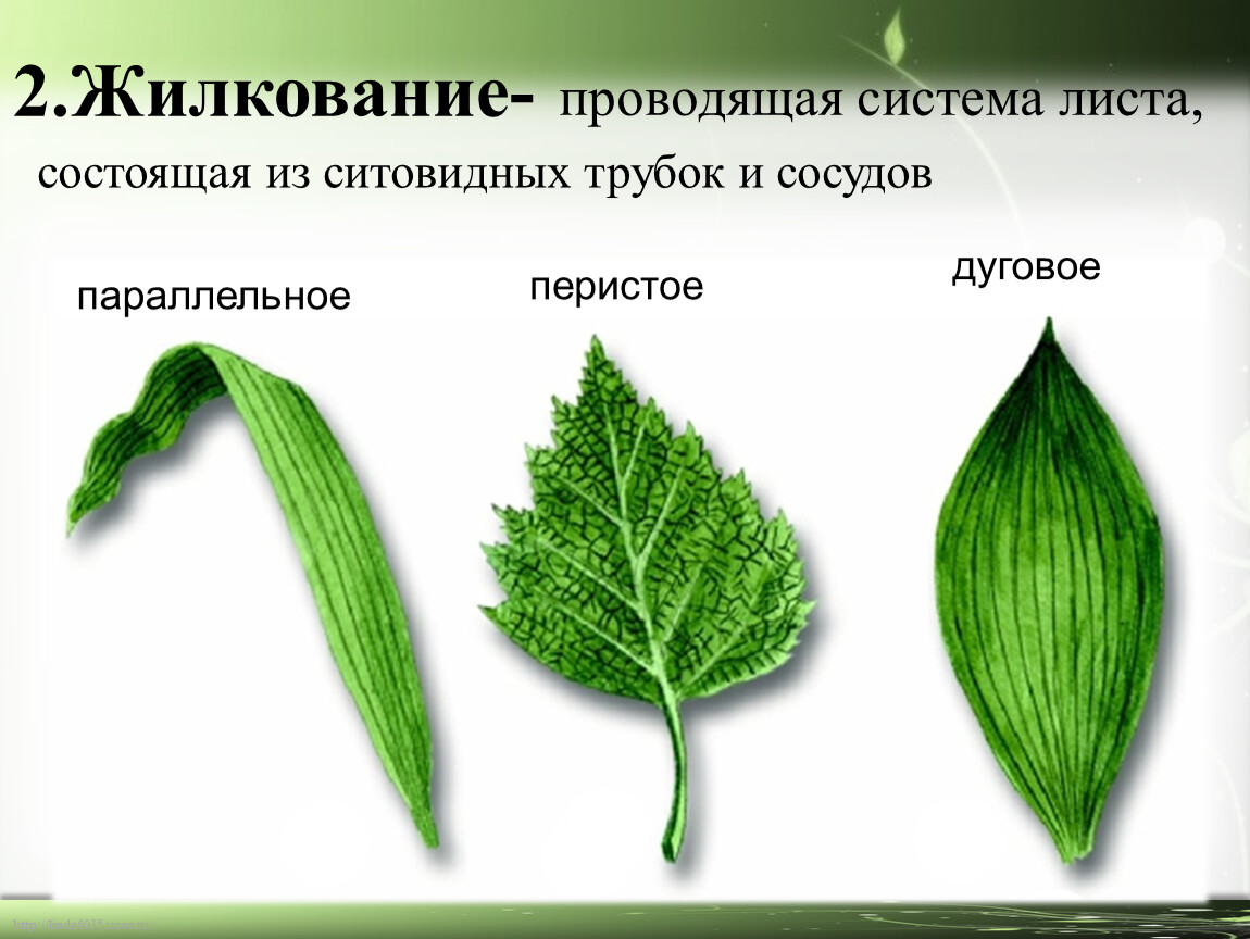 Сетчатое жилкование листьев какие растения
