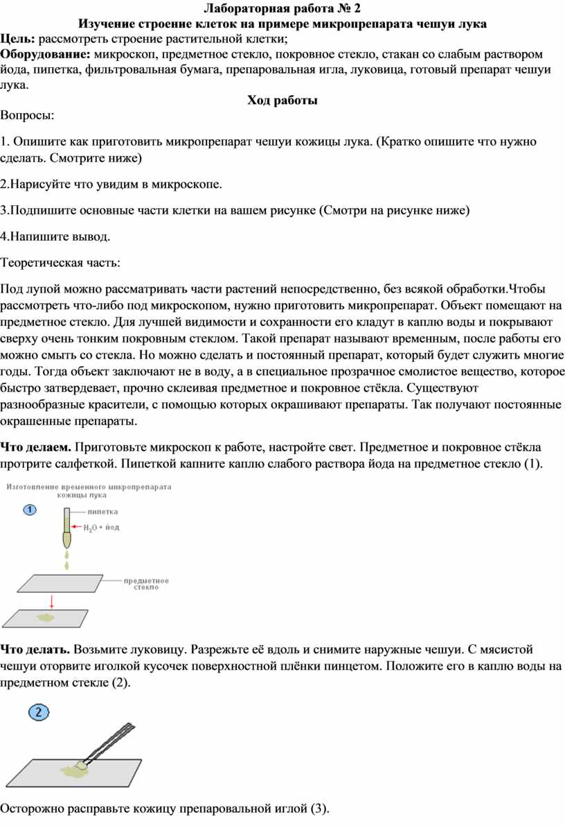 Лабораторная работа №2 клетки чешуи лука