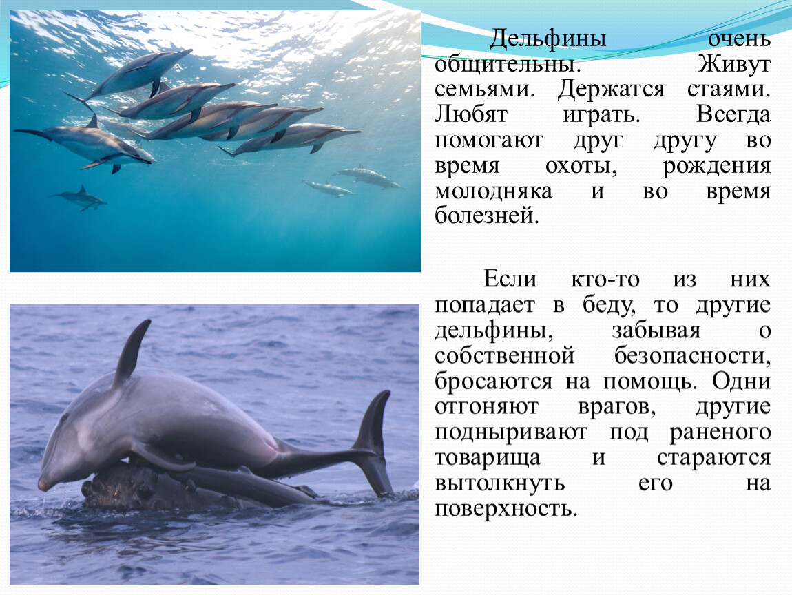 Дельфин живет лет. Доклад про дельфинов. Интересное о дельфинах. Рассказ о дельфинах. Интересное о дельфинах для детей.