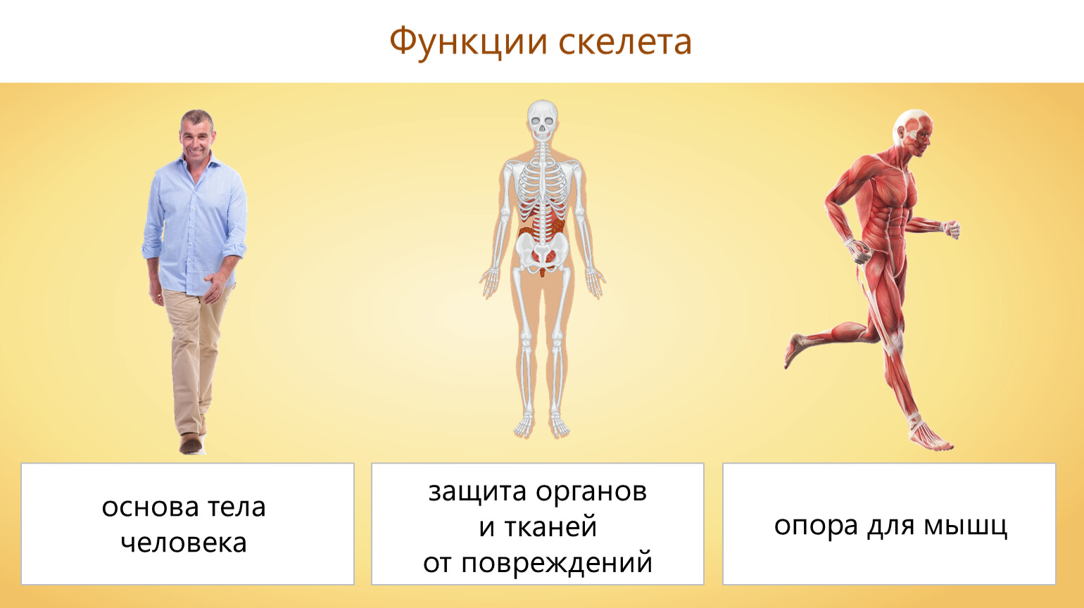 Функции скелета человека механическая. Защитная функция скелета. Функции скелета туловища человека. Основа тела человека. Уровни строения организма человека.