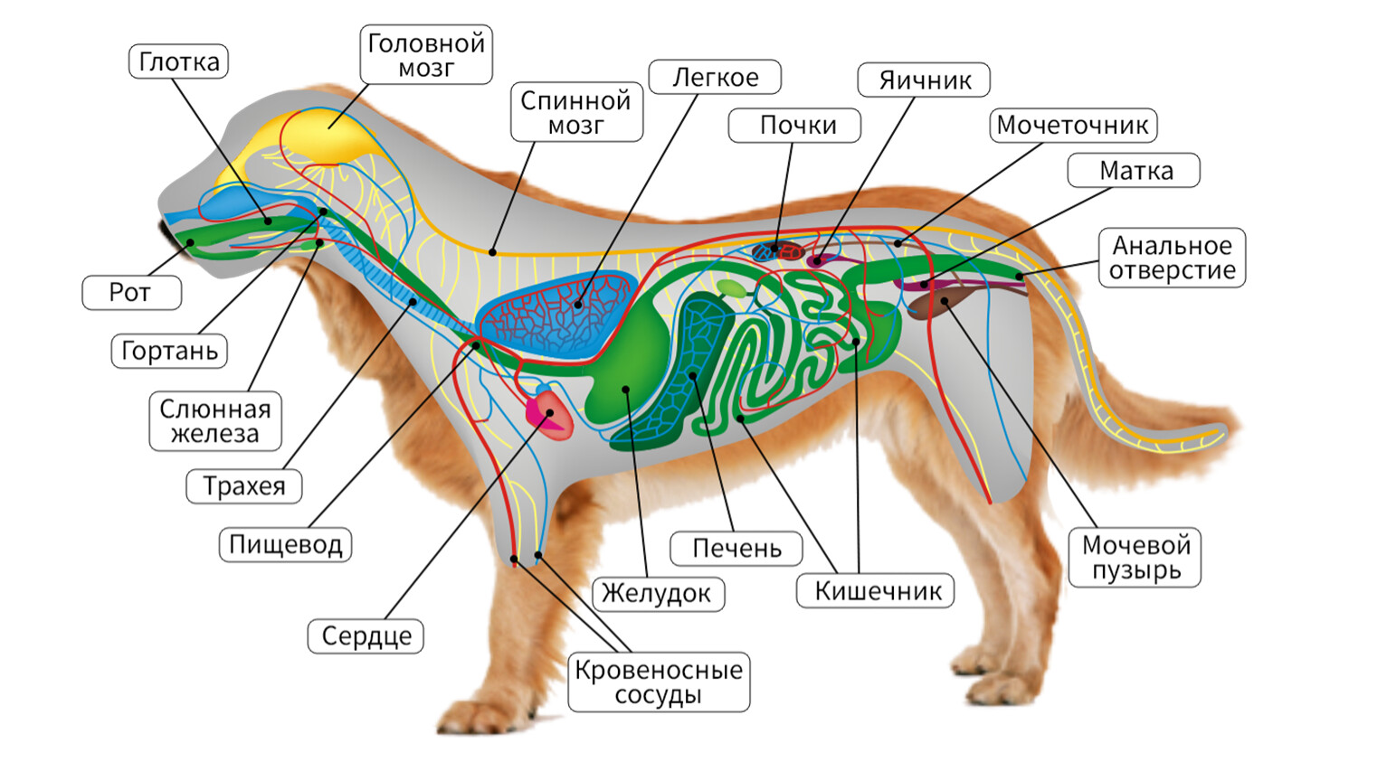 Грудной отдел млекопитающих органы