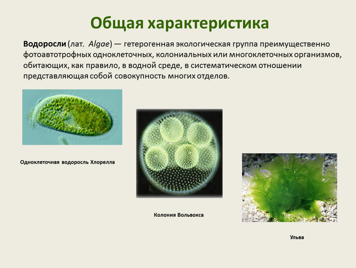 Водоросли характеризуются. Общая характеристика водорослей. Жизненный цикл одноклеточных водорослей. Общая характеристика водорослей кратко. Общая характеристика водорослей 7 класс.