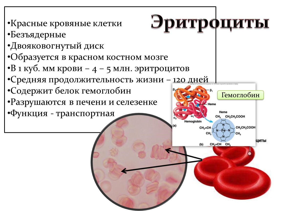 Эритроциты. Кол во эритроцитов в крови человека.