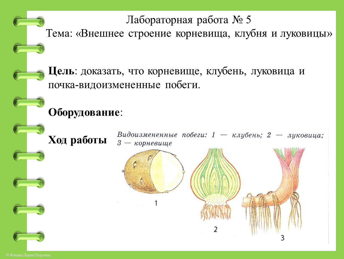 Биология 6 класс лабораторная работа 4. Корневище клубень луковица видоизмененные. Вывод.докажите что клубень луковица корневище побеги. Корневище клубень луковица видоизмененные побеги. Лабораторная работа строение луковицы как побег.