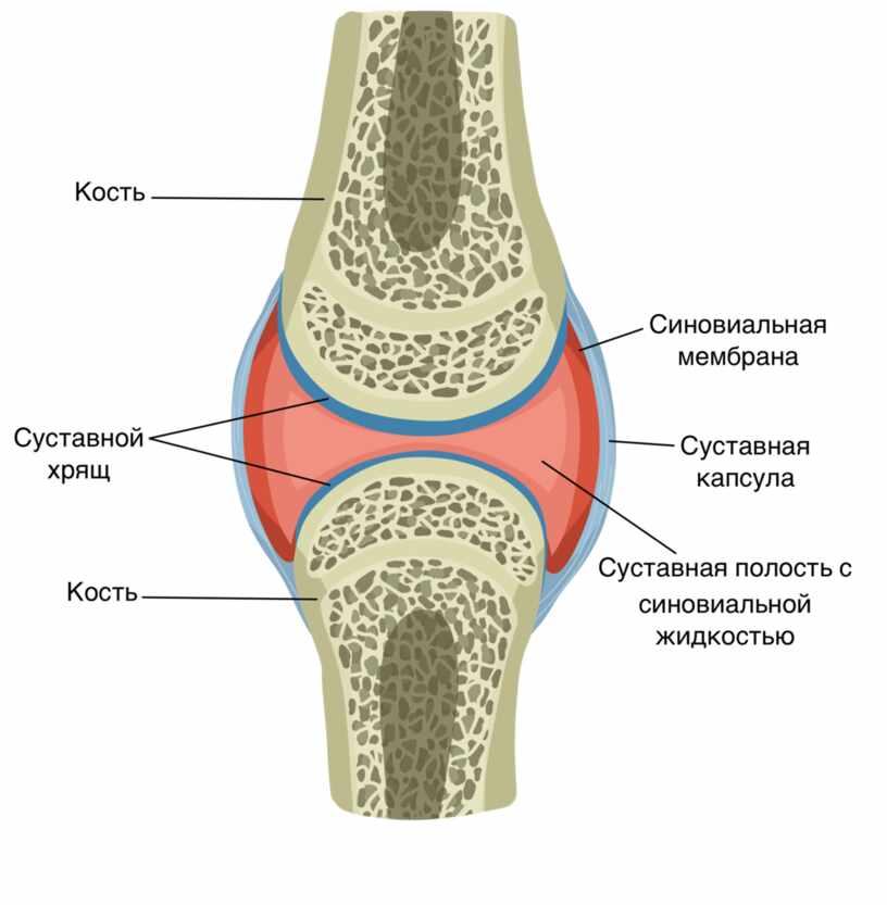 Суставы у человека схема