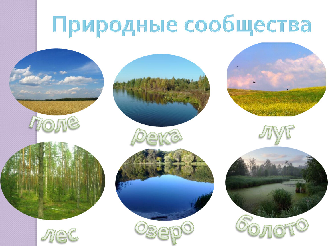 4 примера природных сообществ. Природные сообщества. Природные сообщества таблица. Проект природные сообщества. Природное сообщество озеро.