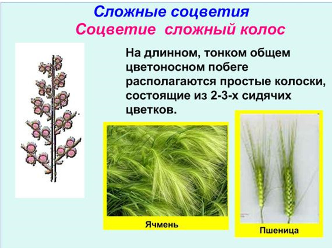 Цветы с соцветием колос название и фото