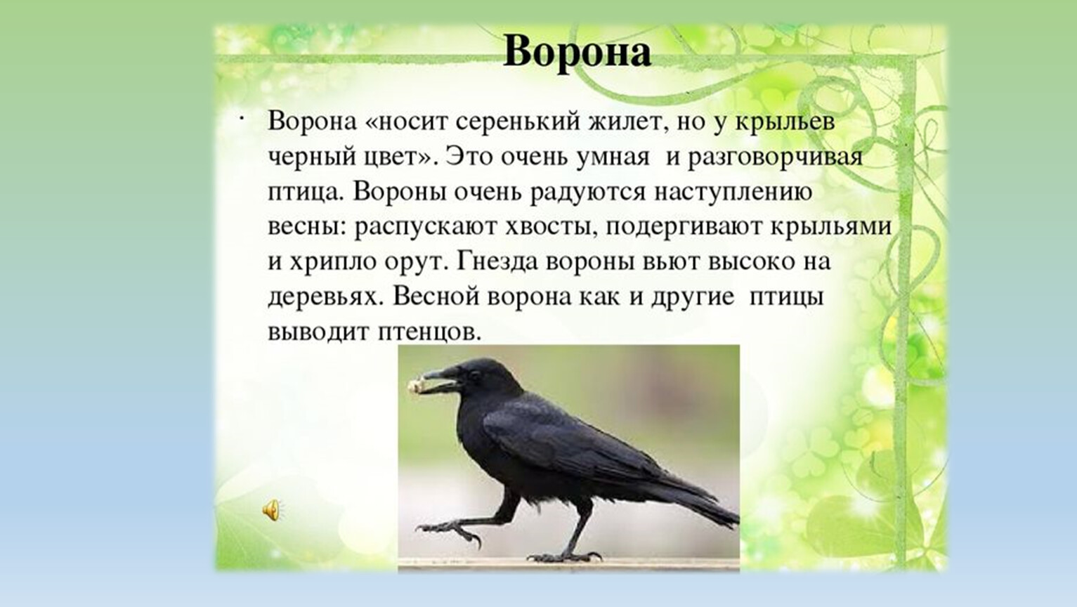 Ворон презентация. Описание вороны. Ворона описание птицы. Описание про ворону. Интересные факты о воронах.