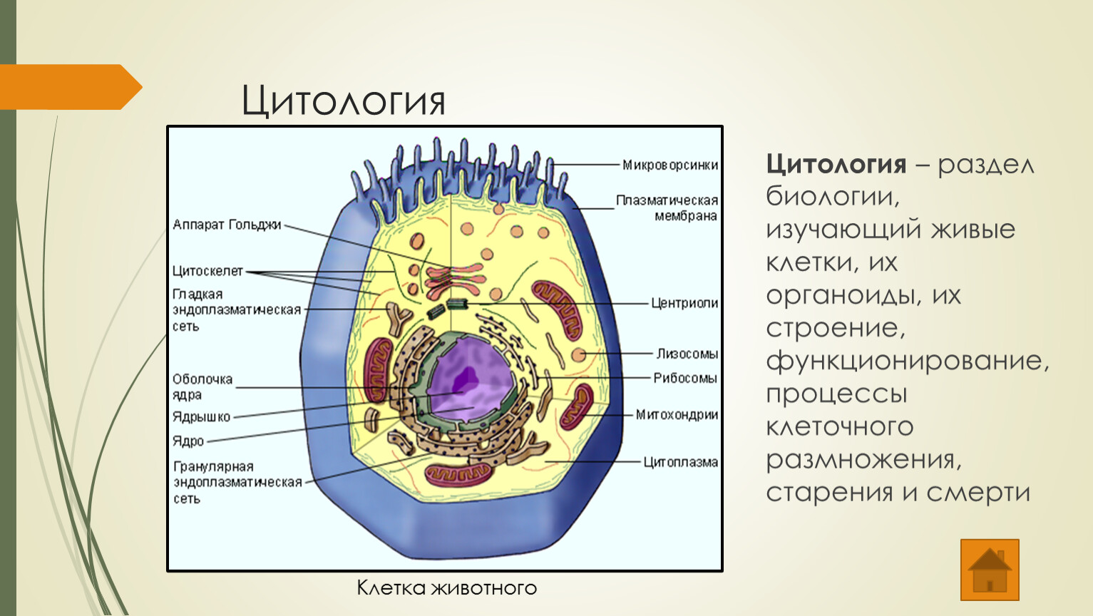 Клетка самое главное. Строение эукариотической животной клетки. Схема строения животной клетки. Строение животной клетки эукариот. Строение клетки клеточные органоиды 9 класс.