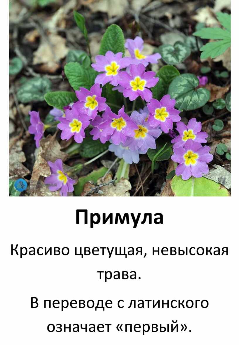 Первоцветы лесные фото с названиями. Примула первоцвет. Примула первоцвет Кавказская. Примула цветок Лесная. Примула Луговая.