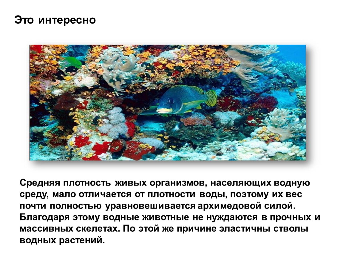 В водной среде достаточно воды и тепла