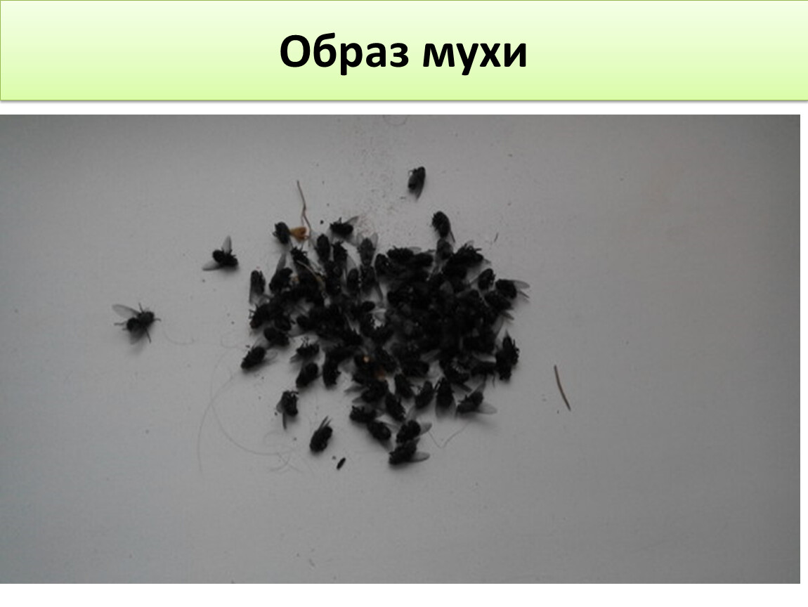 Появились мухи в квартире. Маленькие черные мошки. Маленькая черная мушка в квартире. Чёрные мошки в квартире. Маленькая черная Муха в квартире.