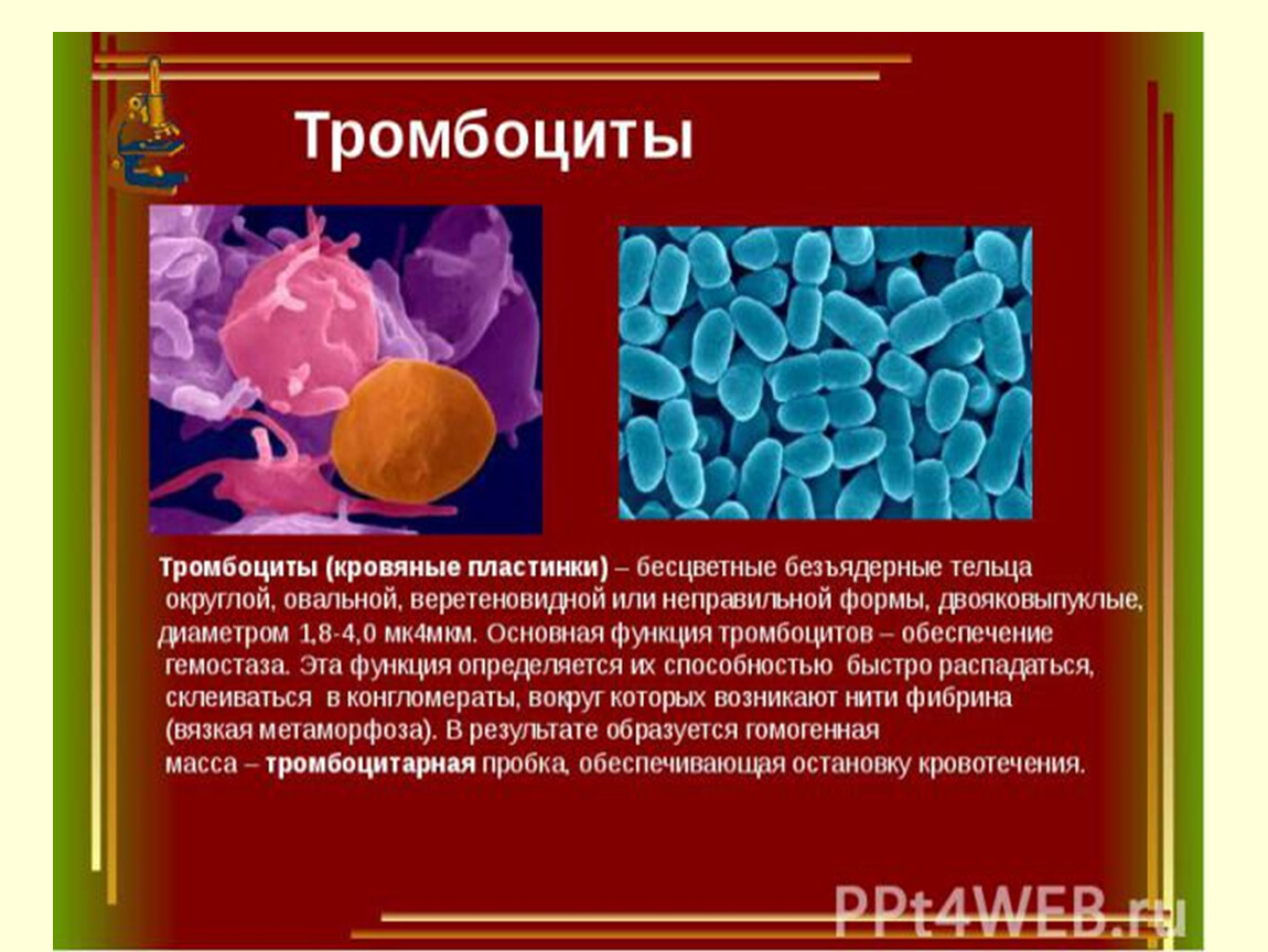Гранулы тромбоцитов содержат. Тромбоциты в крови биология 8 класс. Форма клетки тромбоцитов у человека. Тромбоциты цвет и функции. Тромбоциты какого цвета в крови человека.