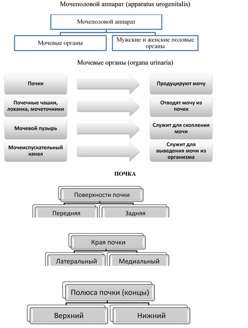 Схема мочеполового аппарата мужчины