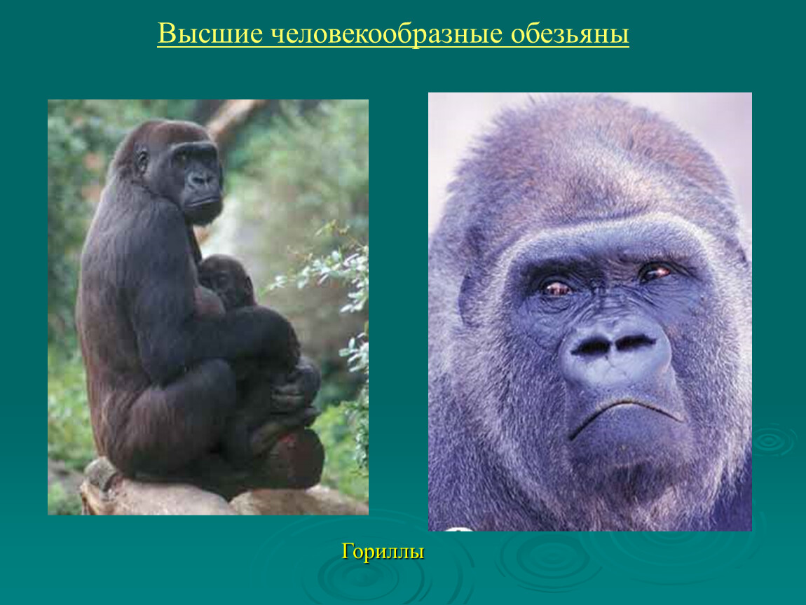 Виды человекообразных обезьян с фото и названиями