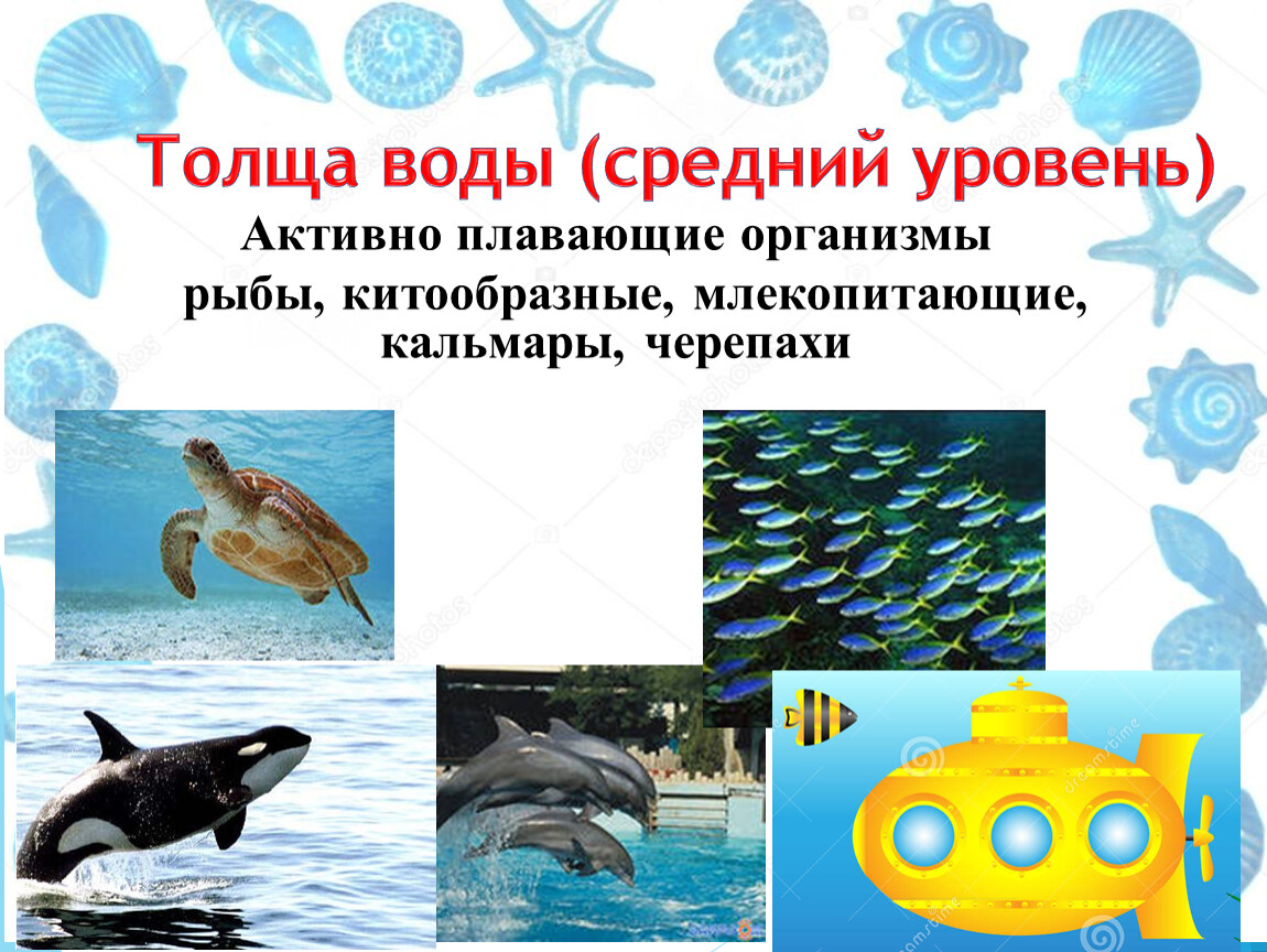 Особенности толще воды. Плавающие организмы. Активно плавающие организмы. Плавает в толще воды. Активно плавающие животные.