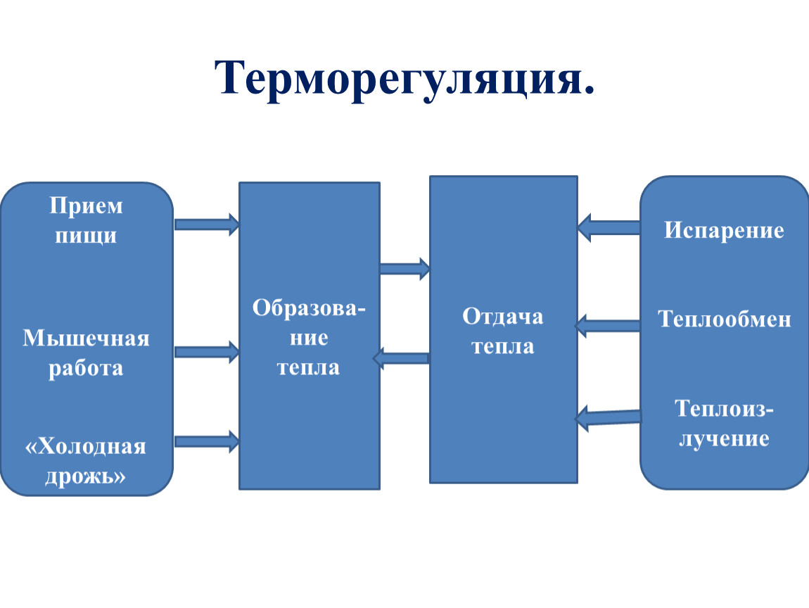 Схема терморегуляции человека