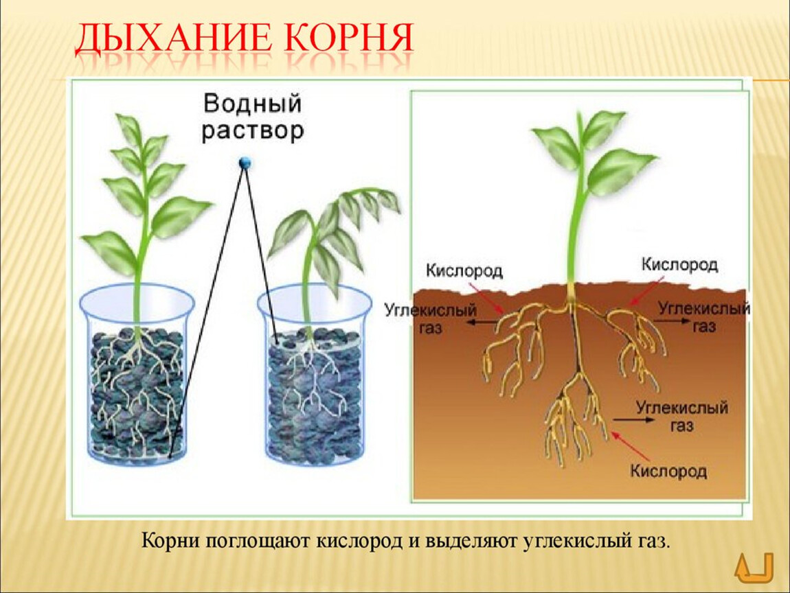 Опыт дыхание растений 6 класс. Корни растений дышат. Дыхание в корнях растений. Корневое дыхание растений. Вегетативные органы корень.
