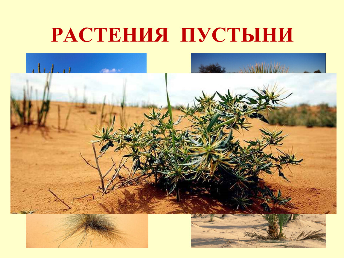 Растения пустыни 5 класс биология. Растения пустыни. Растения пустыни России. Растения зоны пустыни. Пустынные растения названия.
