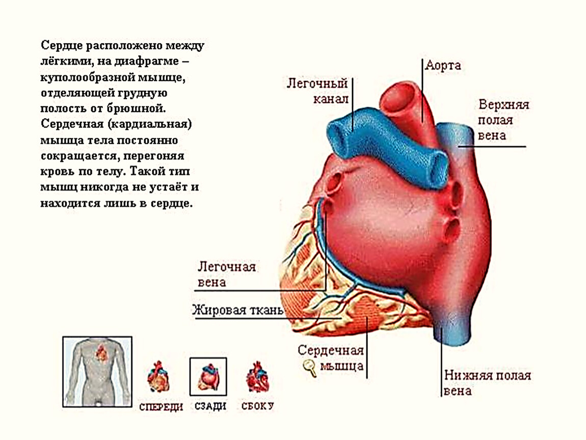 Куда сердце. Сердце расположено между легкими.