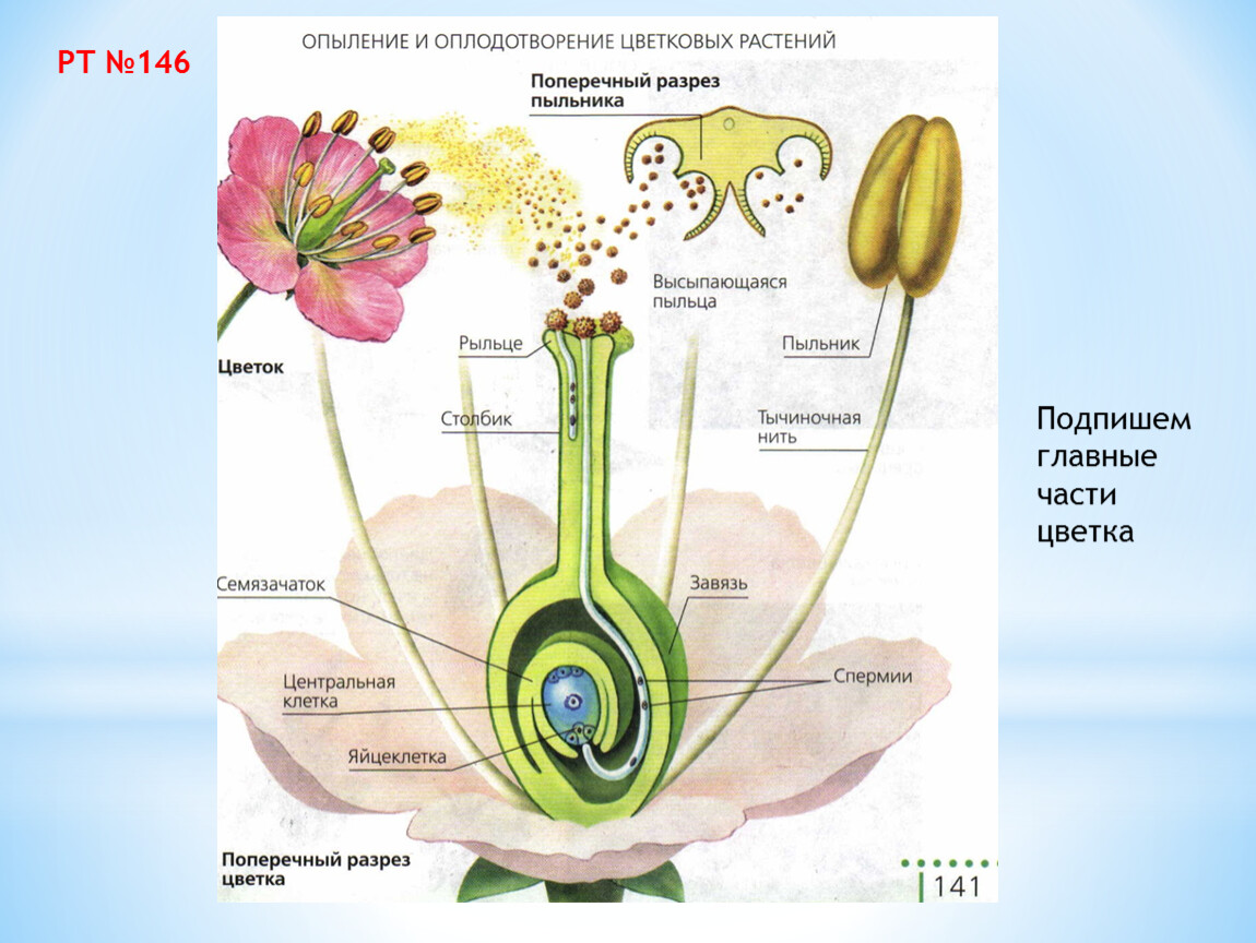 Рисунок генеративной клетки. Рис 89 оплодотворение у цветковых растений. Схема двойного оплодотворения у покрытосеменных растений. Двойное оплодотворение у цветковых растений схема 10 класс. Схема двойного оплодотворения у цветковых растений 6.