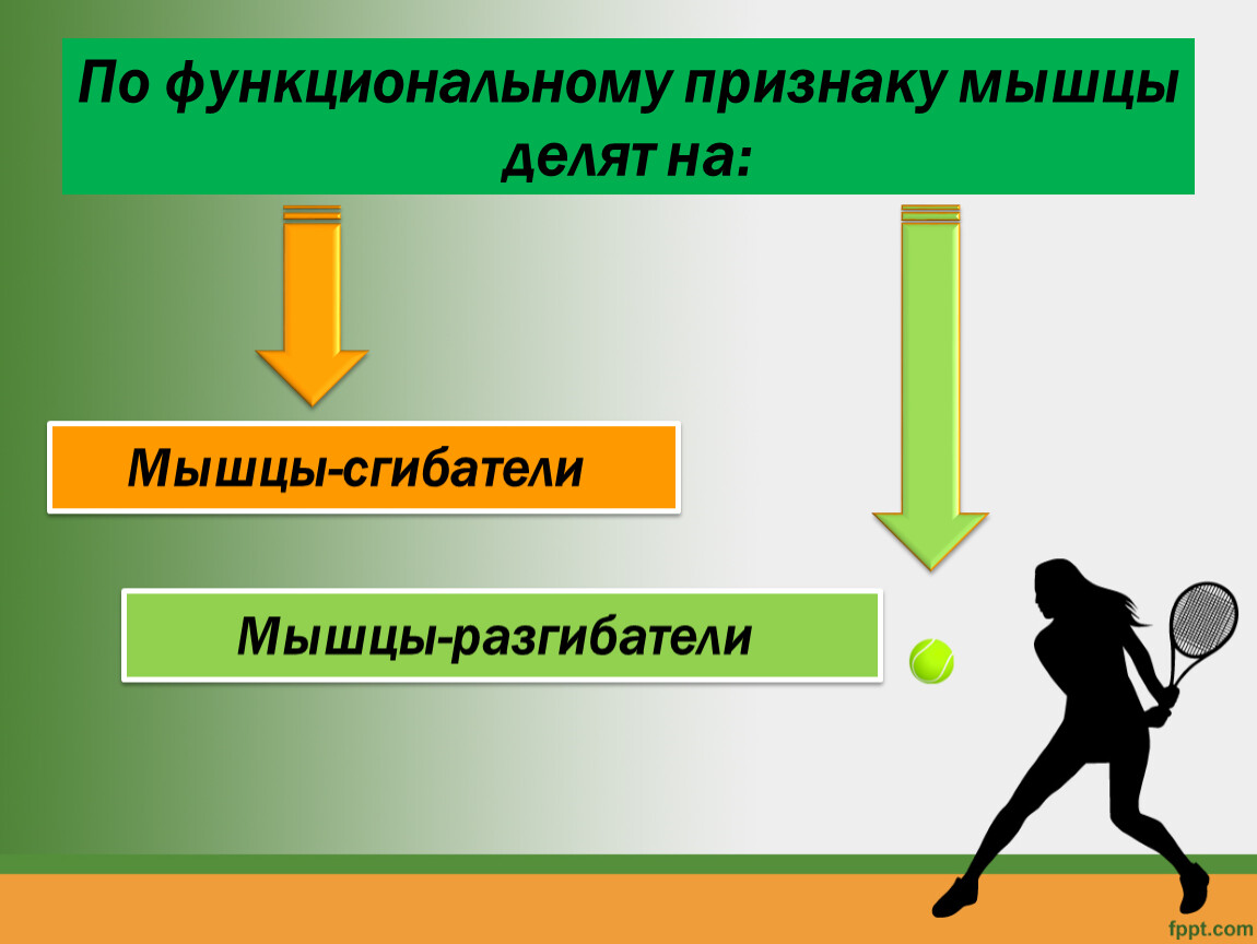 Признаки мышц. По функциональному признаку мышцы делят на. Деление мышц. Работа мышц биология 8 класс схема. По функциональному признаку города делятся на ….