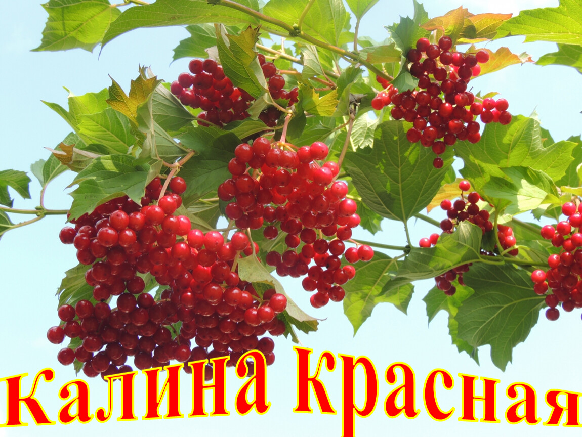 Калина красная