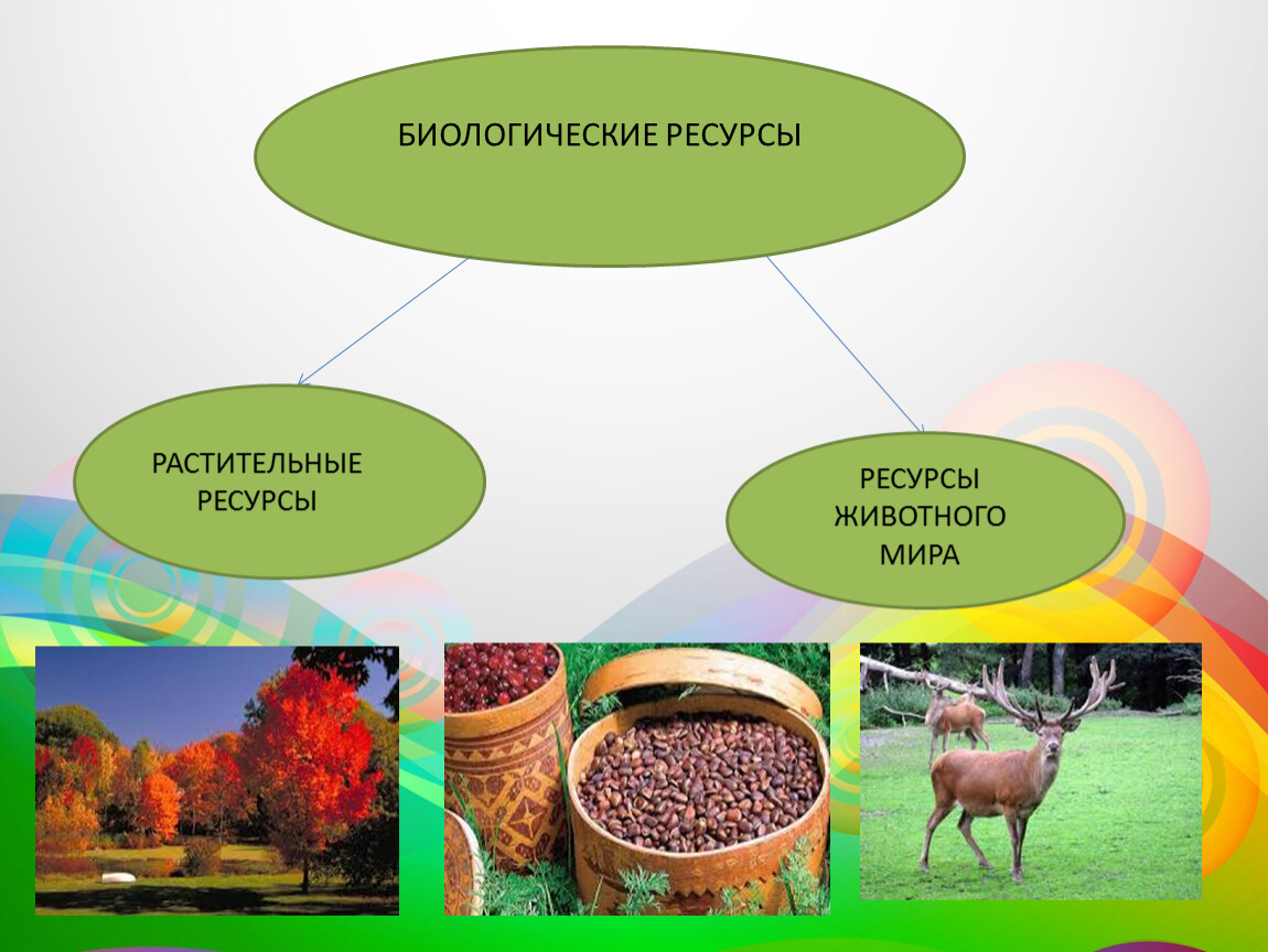 Биологические природные. Биологические ресурсы. Растительные биологические ресурсы. Ресурсы животного мира. Биологические ресурсы животные растительные.