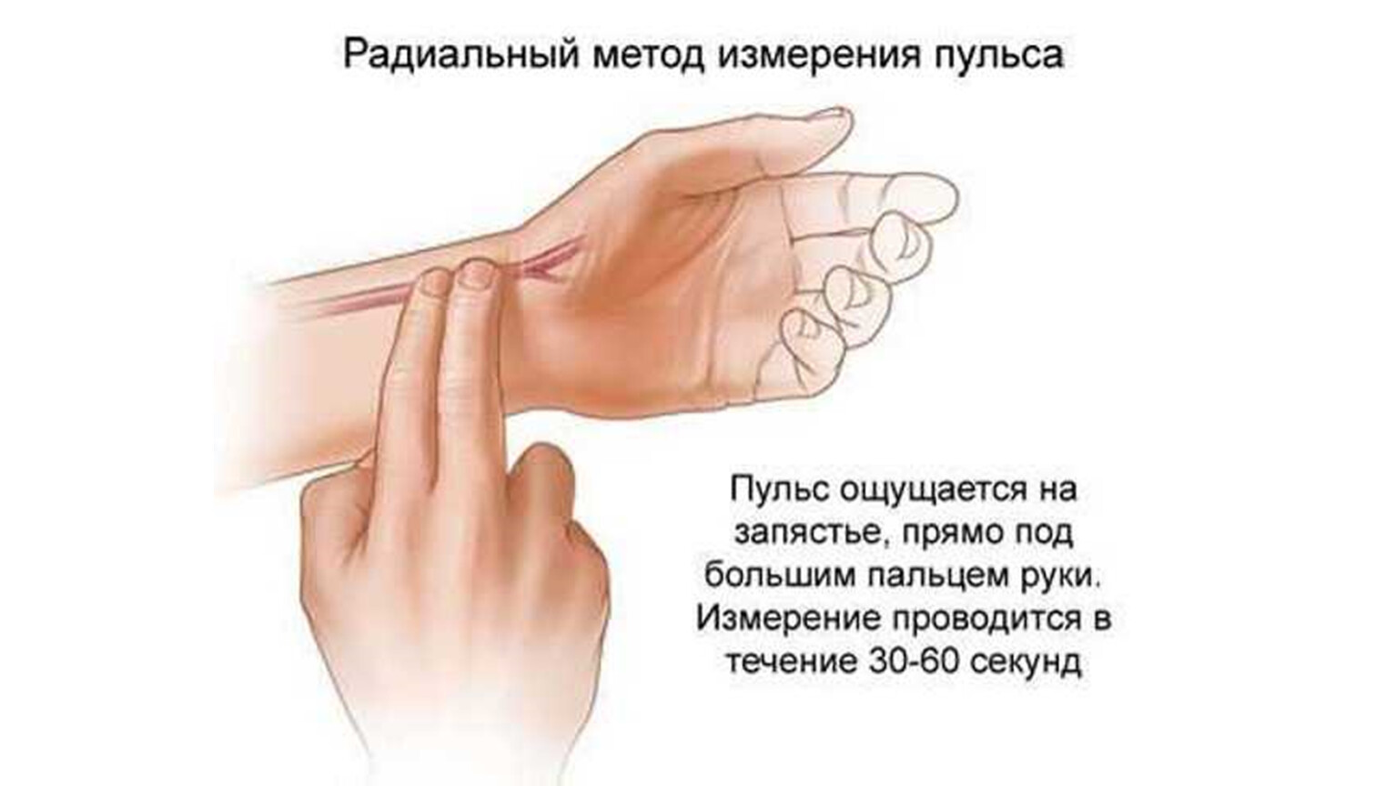 Пульс на запястье руки. Радиальный метод измерения пульса. Подсчет пульса на лучевой артерии. Измерение ЧСС на руке. Правильное измерение пульса на руке.