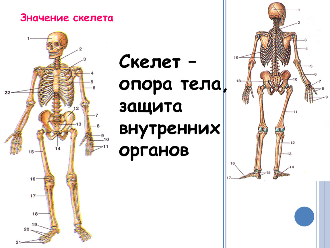 Значение скелета человека. Строение кости биология 6 класс скелет опора организма. Значение скелета. Тема урока скелет человека. Скелет человека строение для детей.