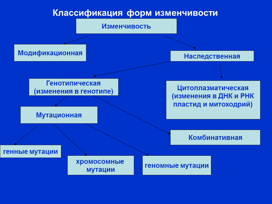 Схема виды изменчивости