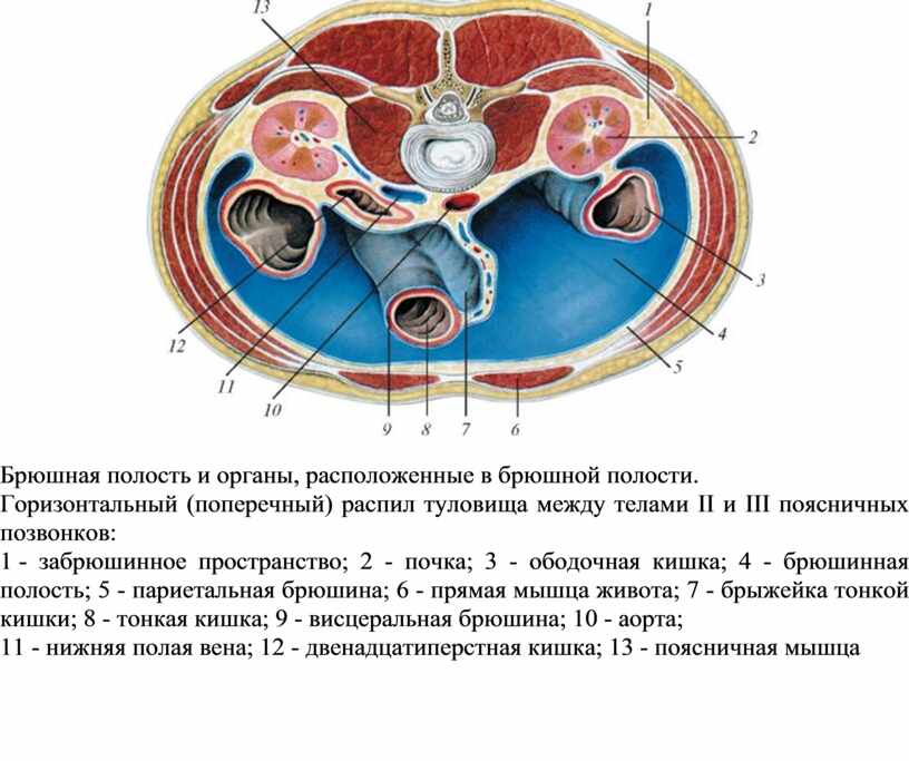 Органы забрюшинного пространства