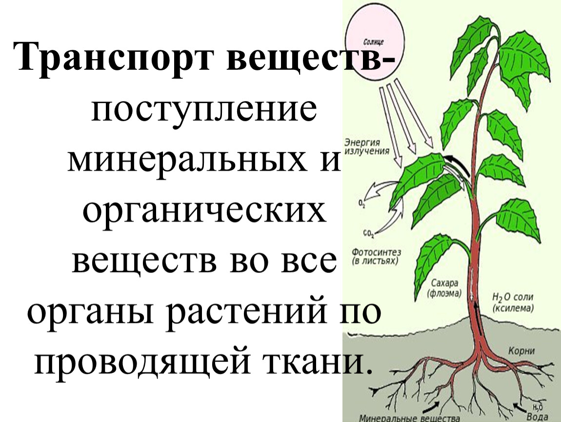 Каково значение процесса деления в жизни растения. Транспорт веществ у растений. Передвижение органических веществ в растении. Схема передвижения веществ у растений. Передвижение воды и питательных веществ в растении.
