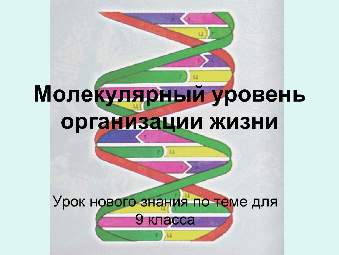 Какой уровень организации жизни изображен на рисунке