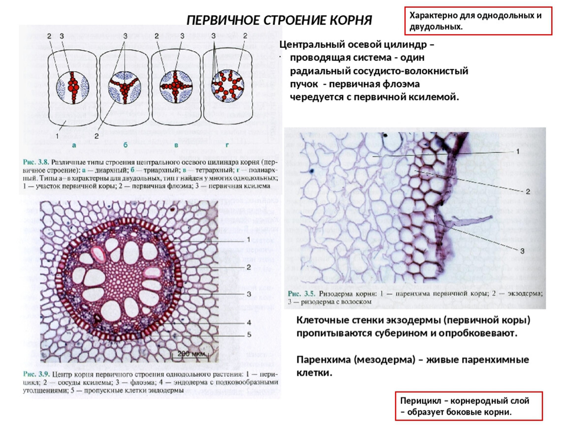 Цилиндр корень. Первичное строение корня однодольного растения. Ткань первичной коры корня первичного строения. Первичное строение корня пропускные клетки. Проводящие пучки у двудольных первичное строение корня.