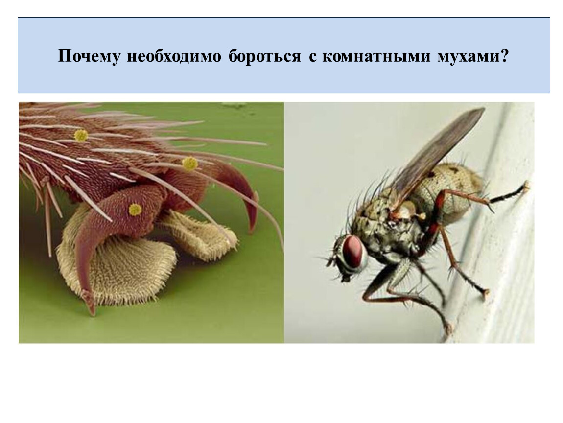 Комнатная муха полное или. Комнатная Муха. Комнатная Муха распространение. Строение мухи. Анатомия мухи.