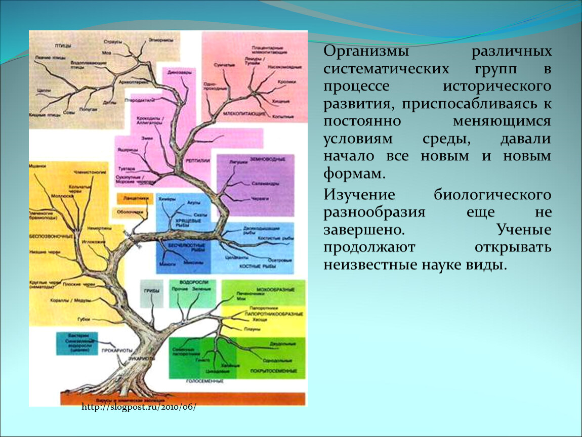 Ель группа организмов. Систематические группы примеры. Таксономические группы водной среды. Таблица нервная система у разных систематических групп животных. Систематические группы сома.