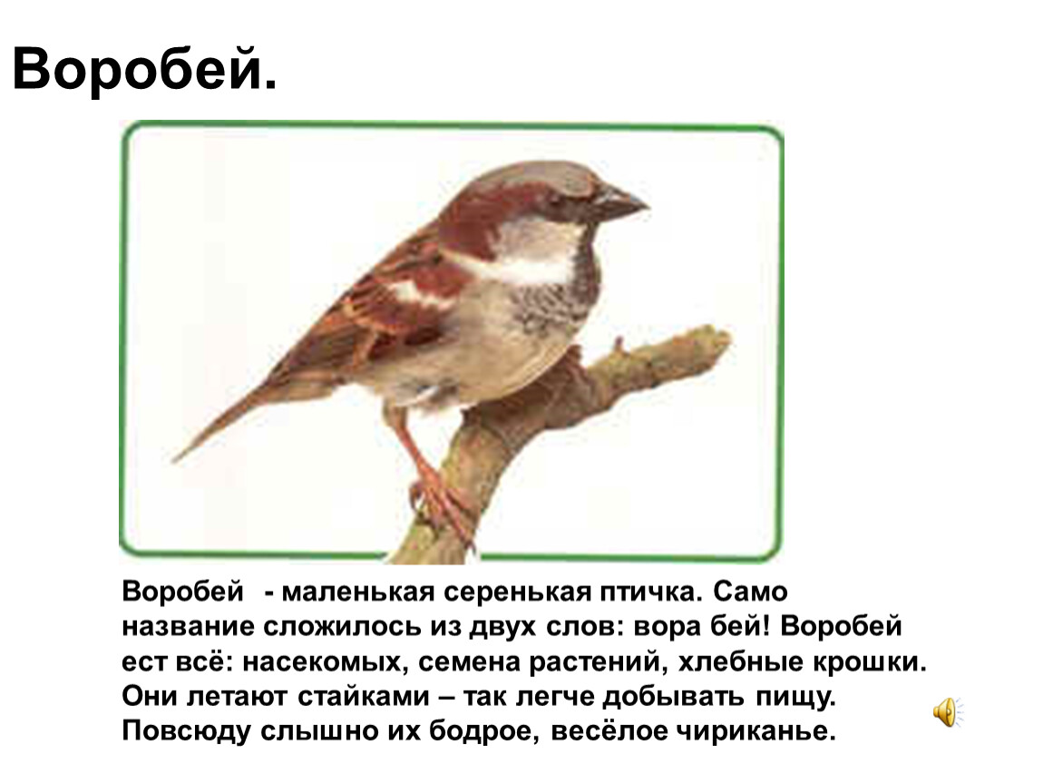 Кто есть воробьев. Воробей маленькая птичка. Описание воробья. Какой клюв у воробья. Птицы питающиеся семенами.