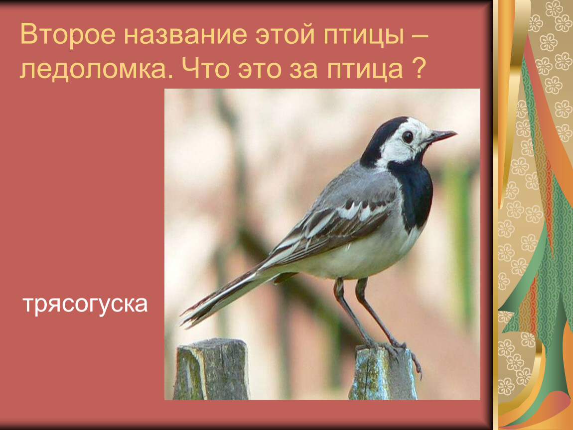 Эта птица знакома всем. Птица ледоломка что за птица. Ледоломка какую птицу называют. Имя этой птицы. Экологическая игра что это за птица?».